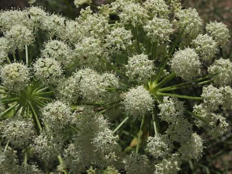 Image of angelica