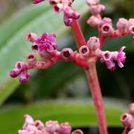 Image of Miconia ciliata (L. Rich.) DC.