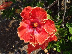 Image of China rose