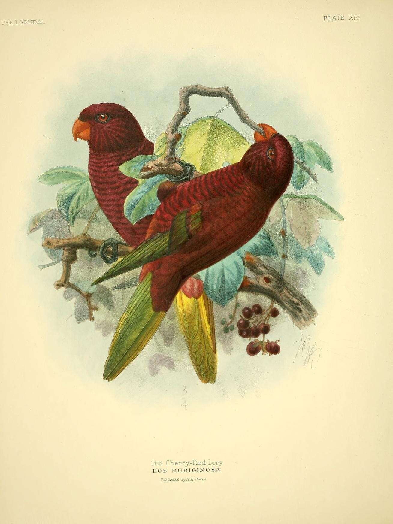 Image of Trichoglossus Stephens 1826