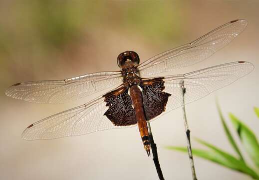 Image of Saddlebags gliders