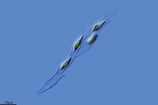 Image of Dinobryon sertularia