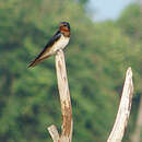 Image of Pacific Swallow