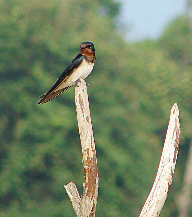 Image of Pacific Swallow