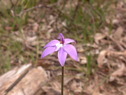 Image of Caladenia major (R. Br.) Rchb. fil.