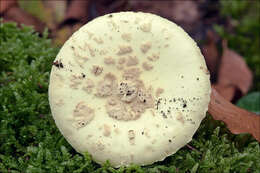 Image of False deathcap