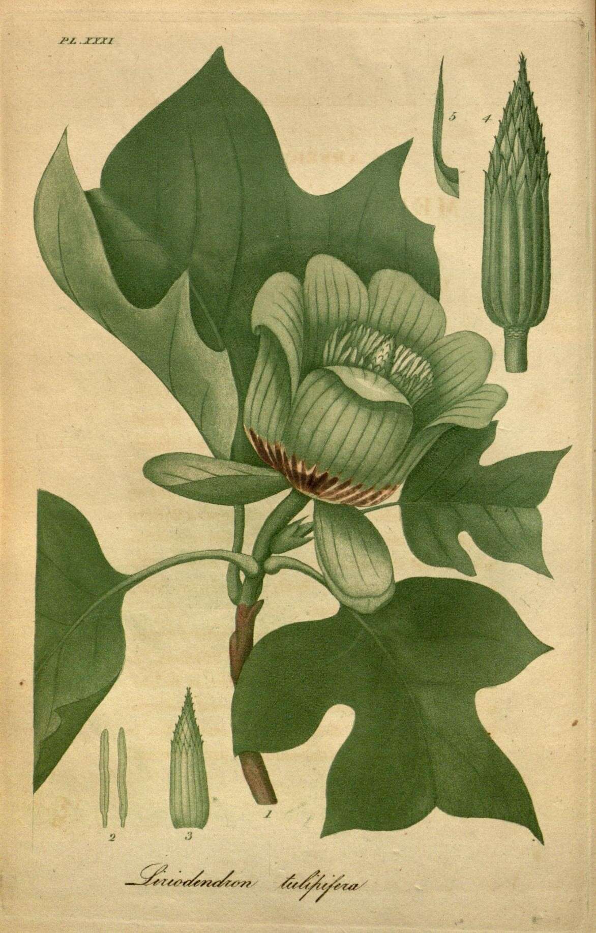 Image of Tulip Trees