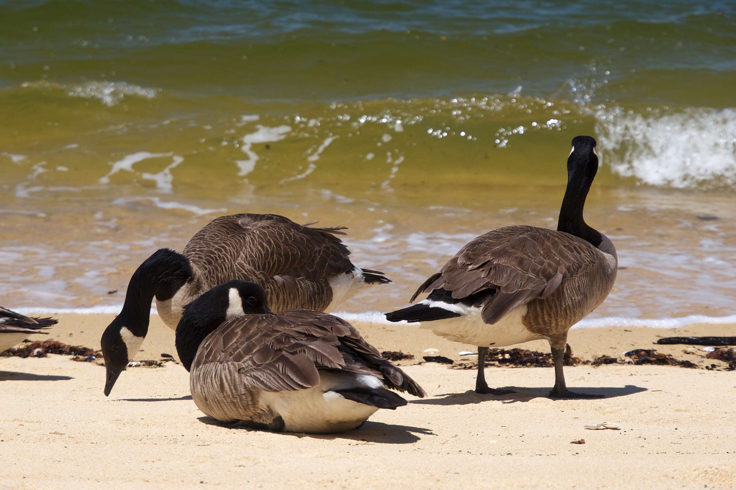 Image of Hawaiian goose