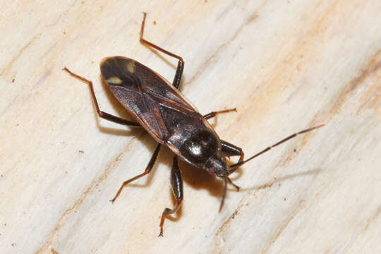 صورة Eremocoris fenestratus (Herrich-Schaeffer 1839)