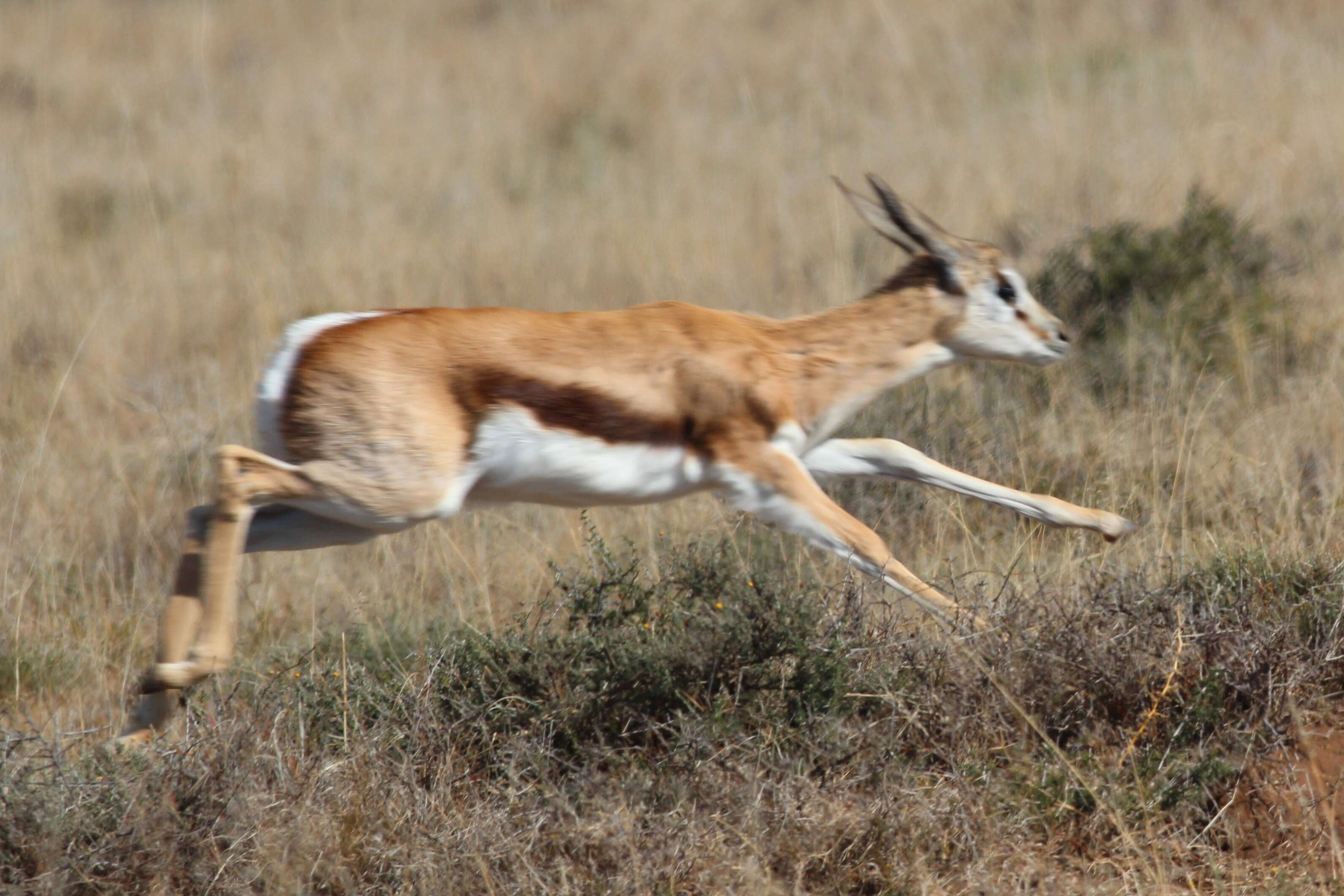 Image of Springbok