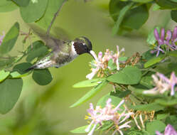 Image of Ruby-throated Hummingbird