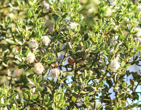 Image de Larrea tridentata (Sesse & Moc. ex DC.) Coult.