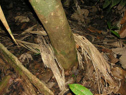 Plancia ëd Ardisia dunlapiana P. H. Allen