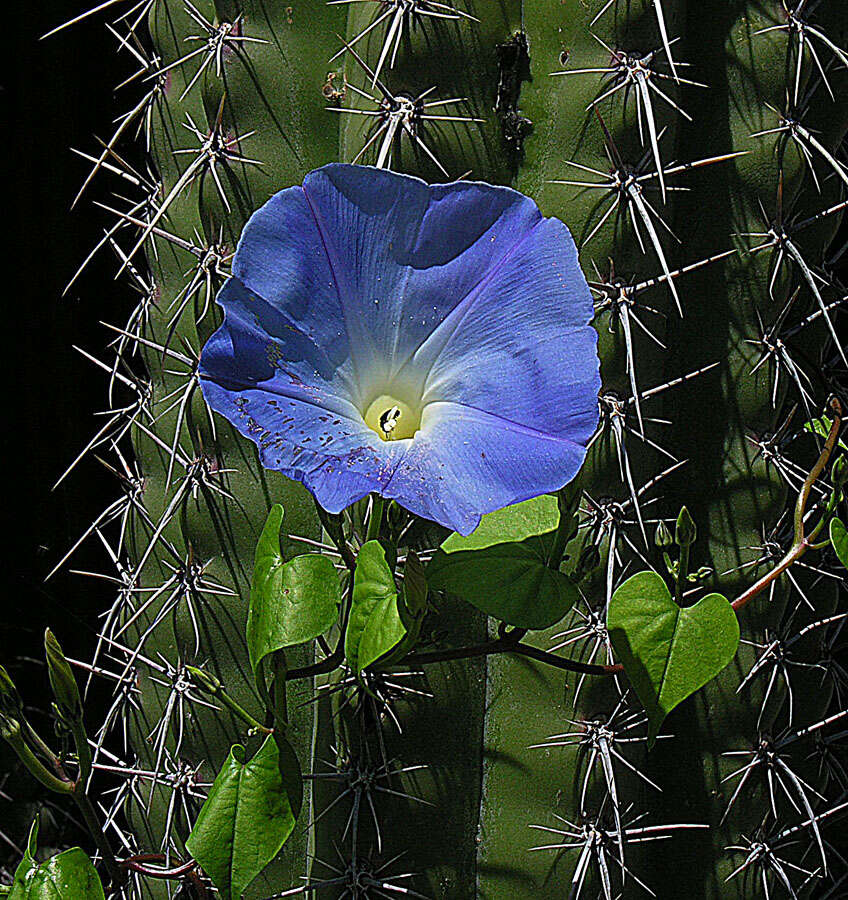 Image of Ololiuqui or Mexican Morning Glory