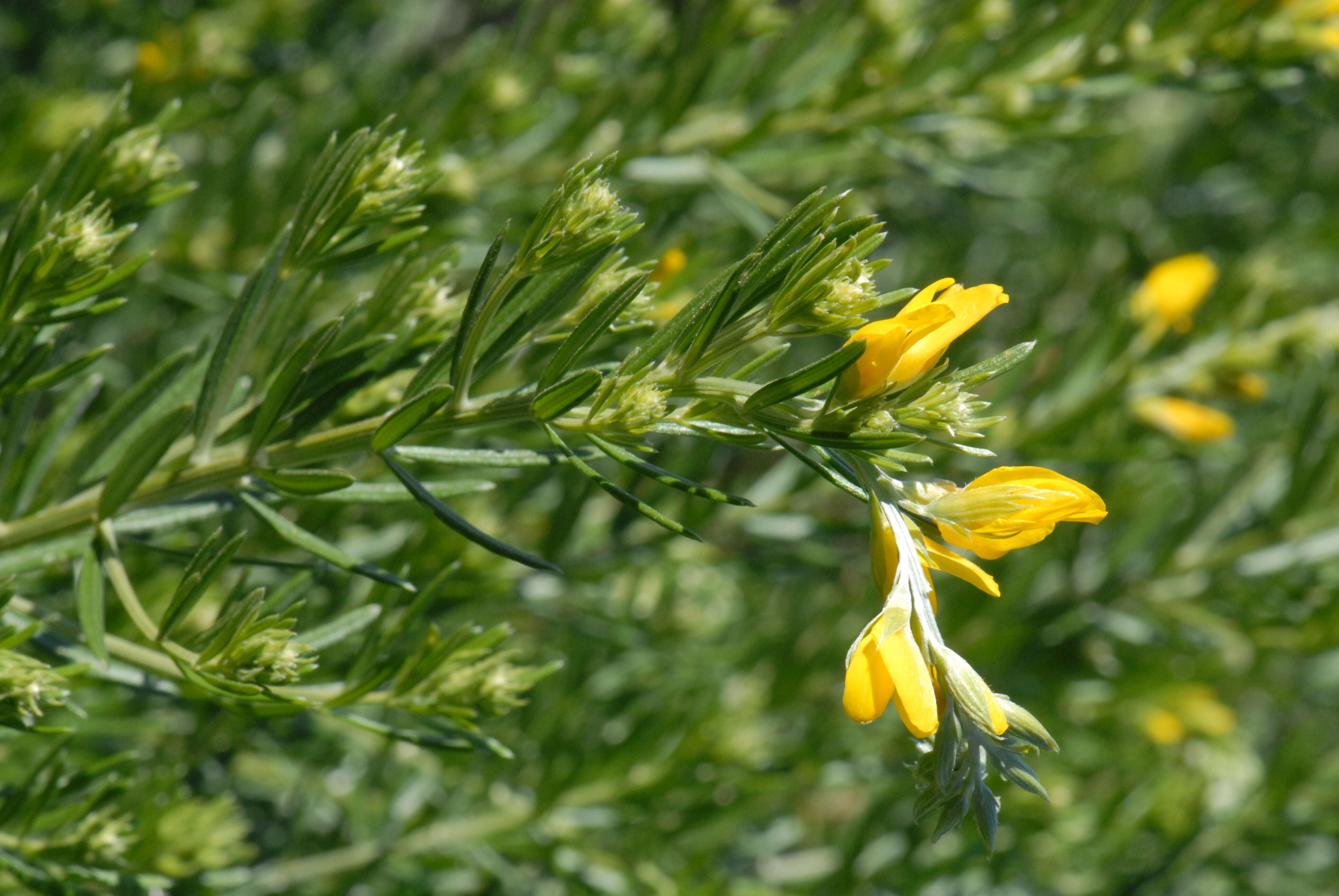 Image of Mediterranean broom