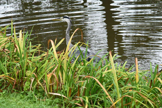 Image of Grey Heron