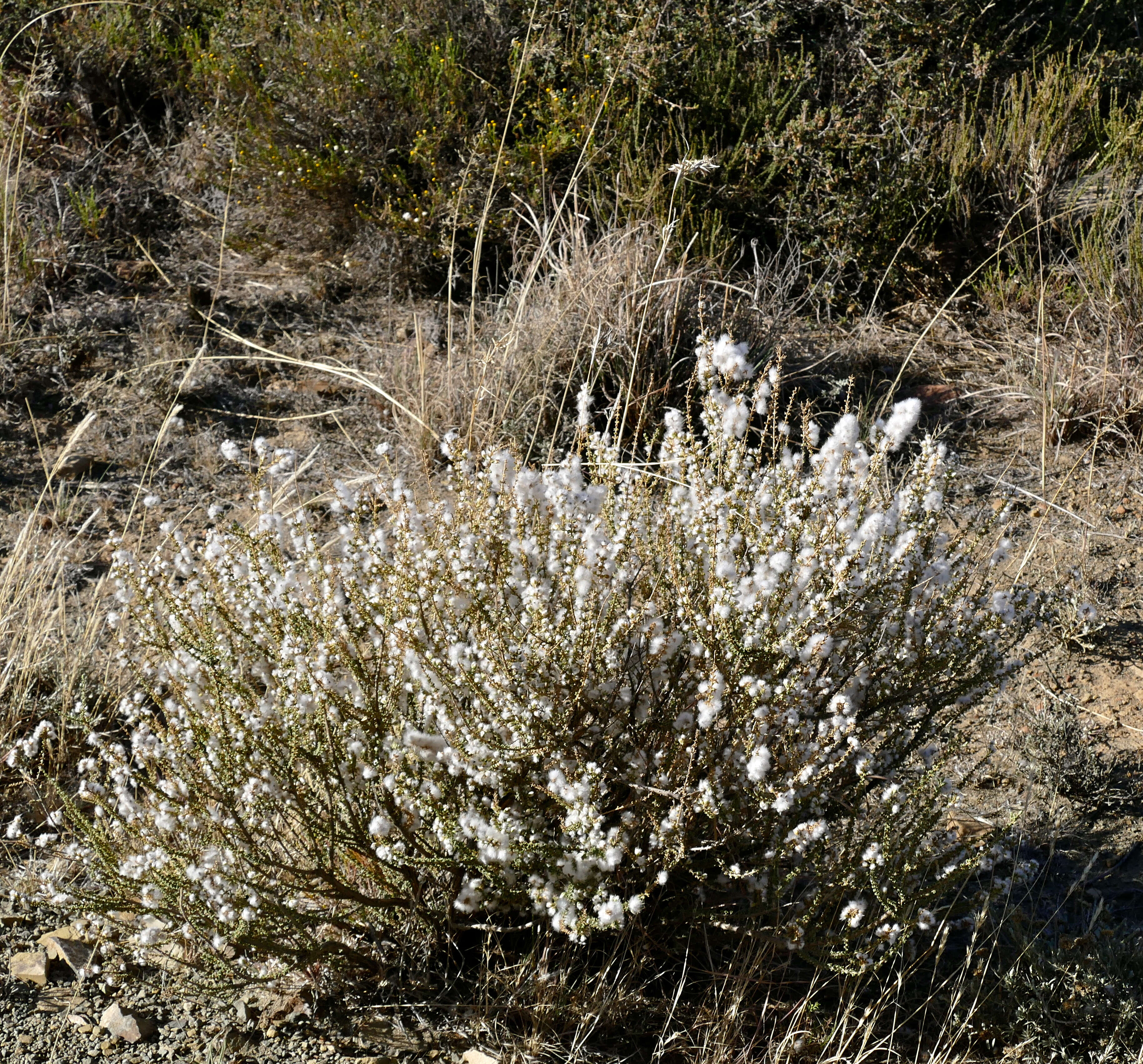 Eriocephalus ericoides (L. fil.) Druce的圖片