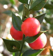 Image of butcher's broom