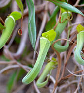 Image of Nepenthes albomarginata T. Lobb ex Lindl.