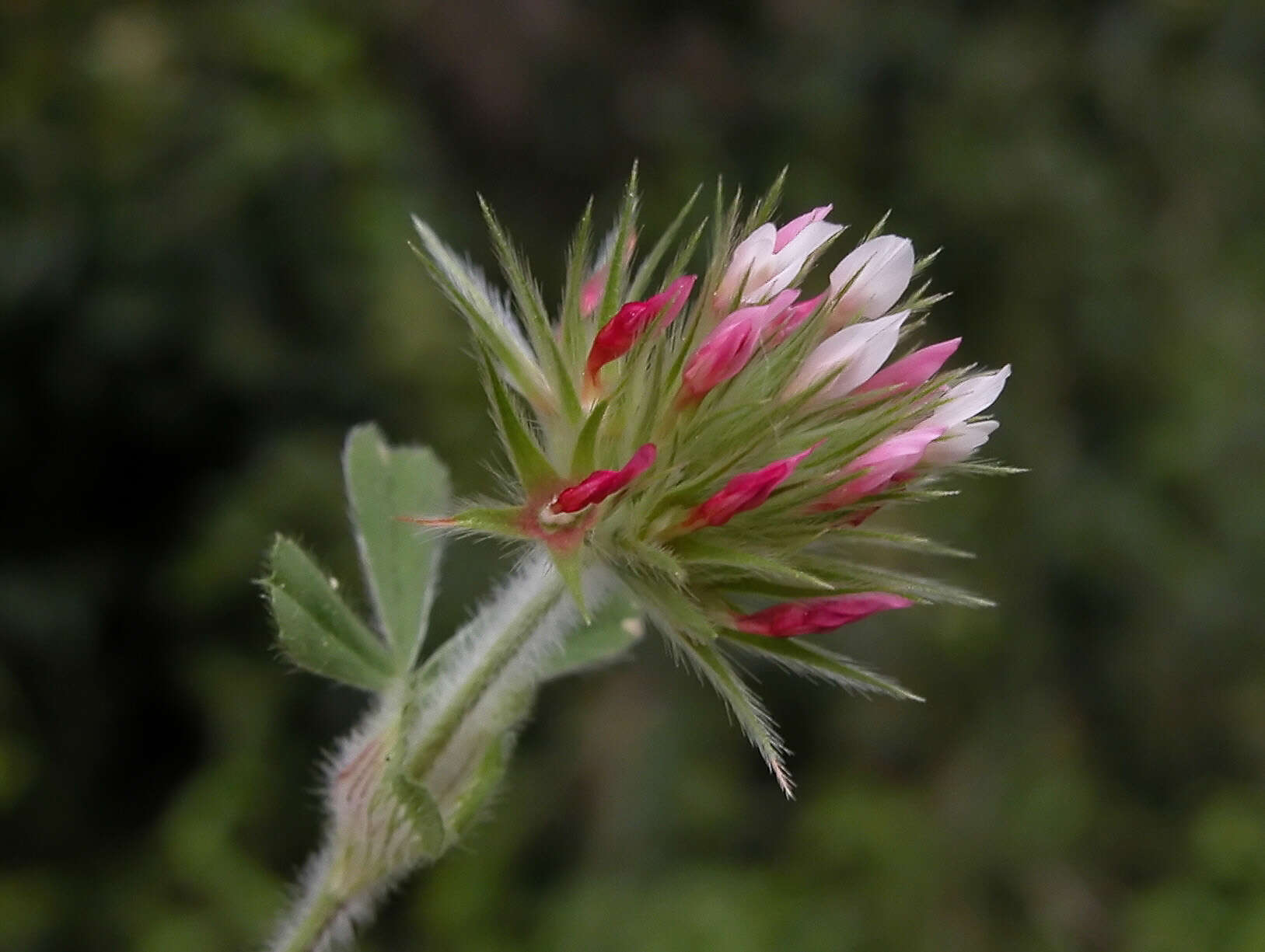 Image of star clover