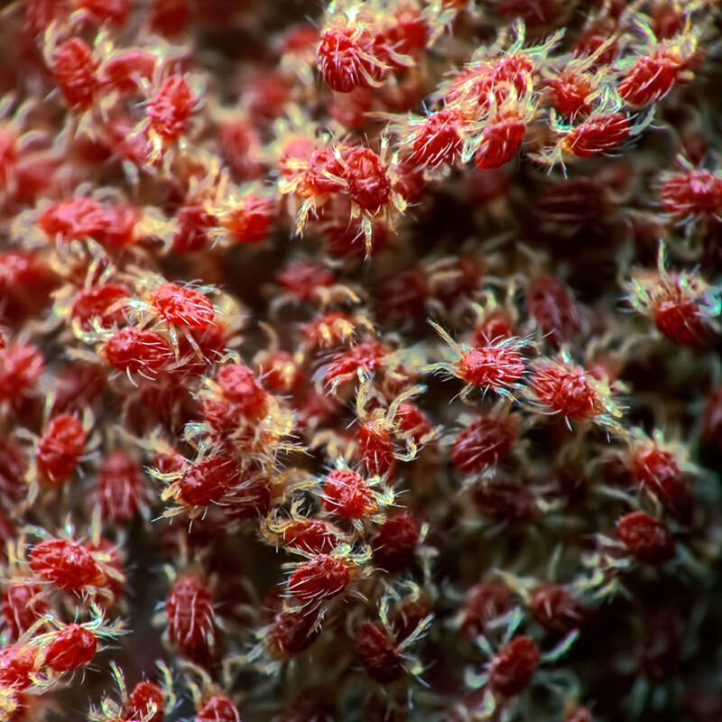Image of spider mites