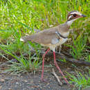 Image of Bronze-winged Courser