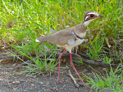 Image of Rhinoptilus Strickland 1852