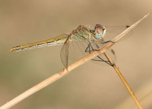 Image of Sympetrum Newman 1833