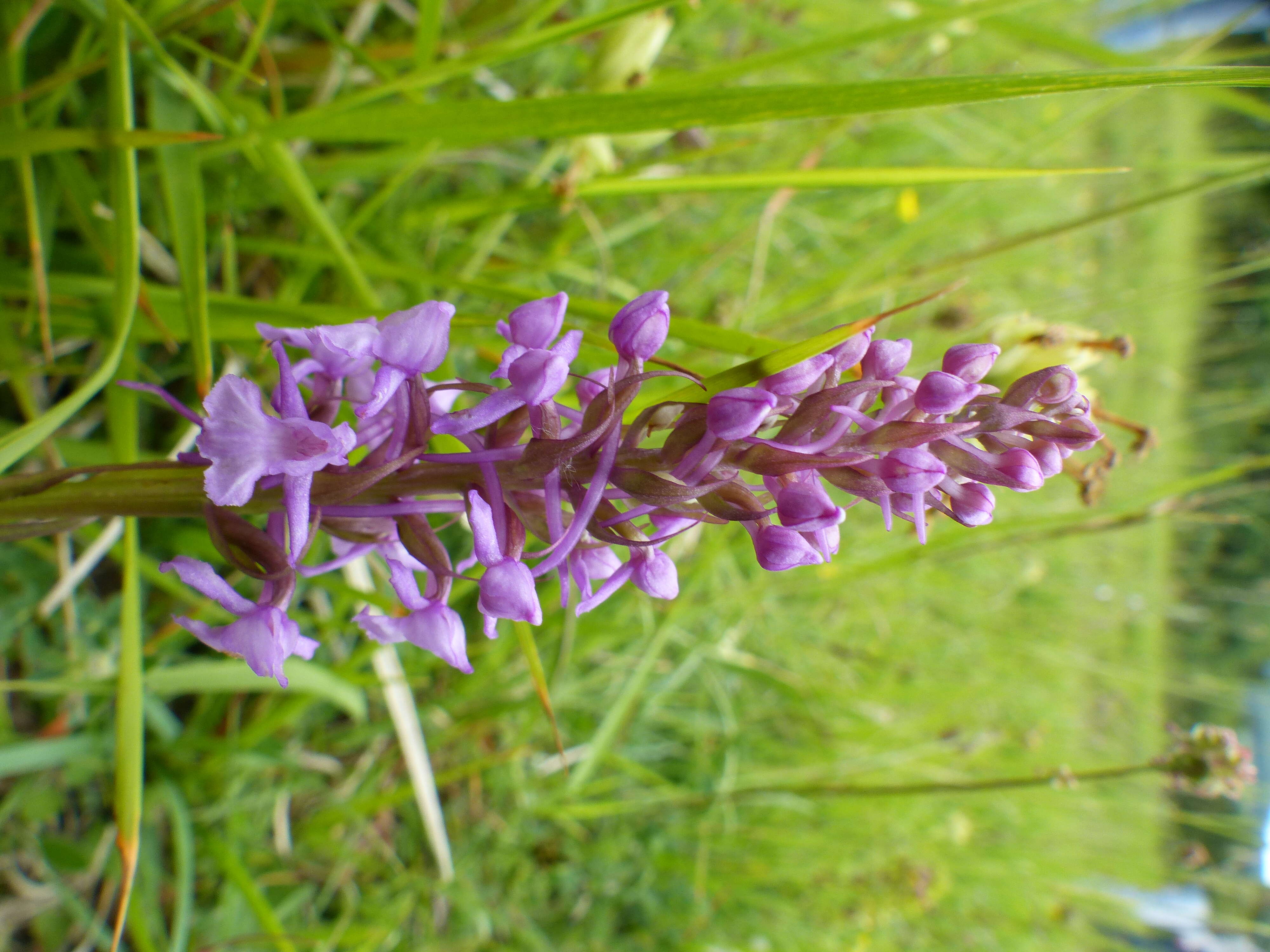 Image of Rein Orchids