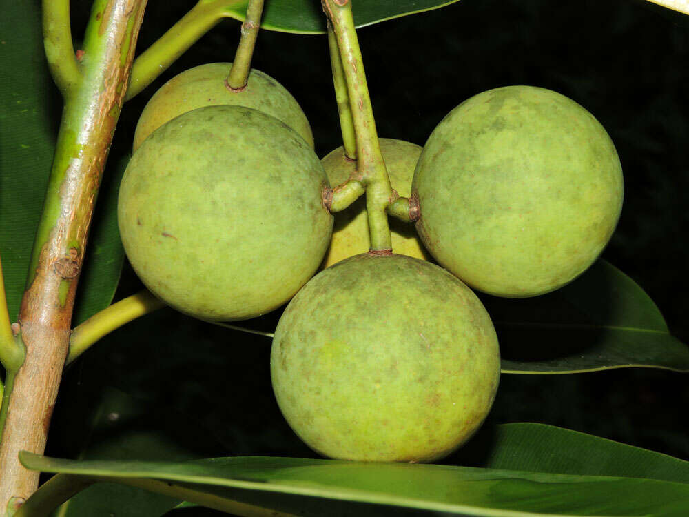 Image of calophyllum