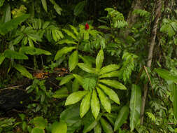 Image of Costus ricus Maas & H. Maas