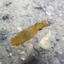 Image of pygmy squid
