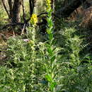 Image of Verbascum boerhavii L.