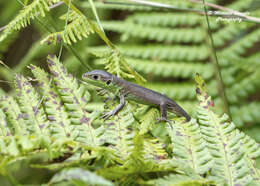 Image of Two-faced Neusticurus