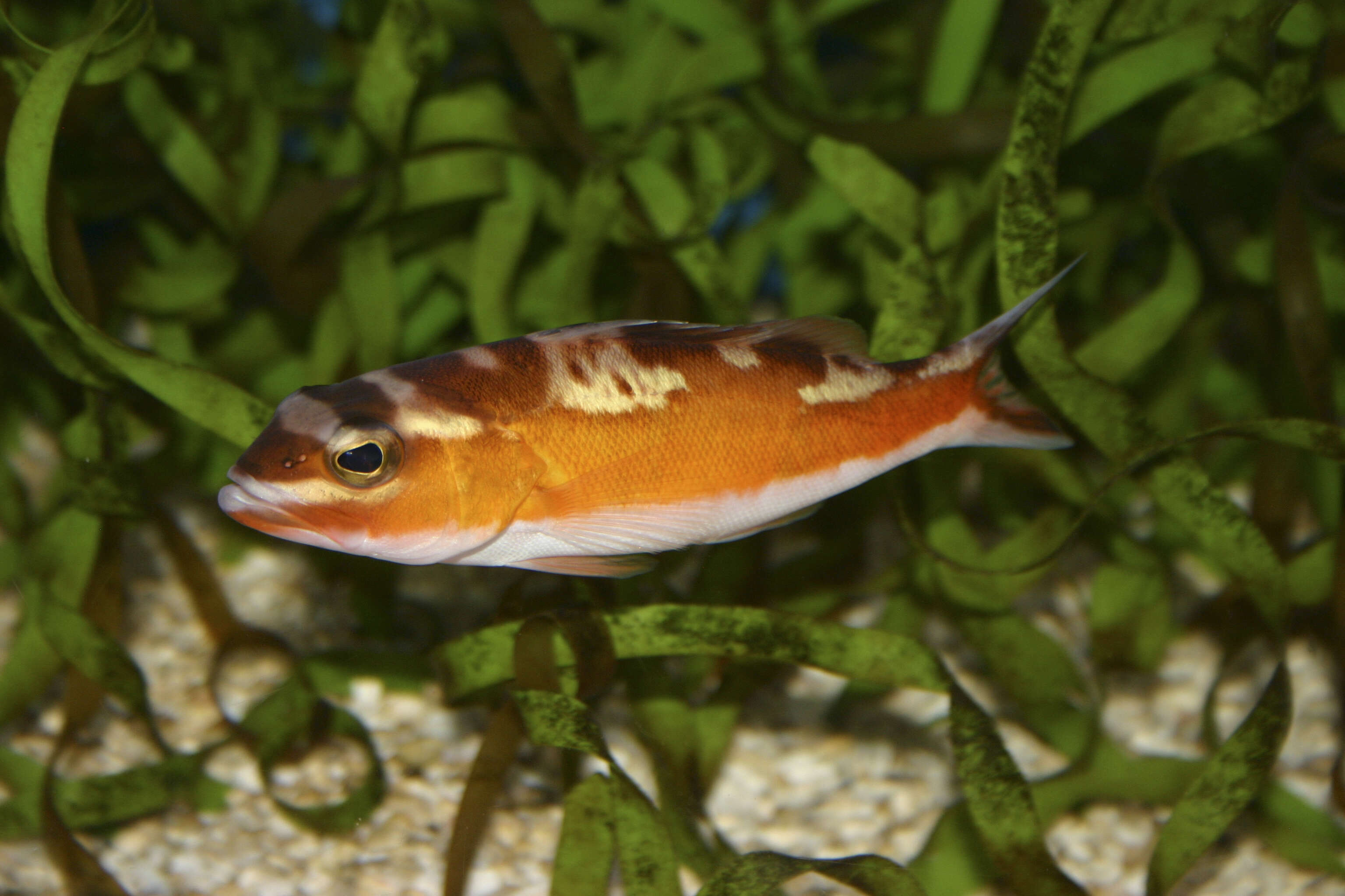 Serranus resmi