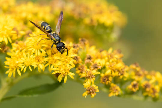 Image of Eumenidae