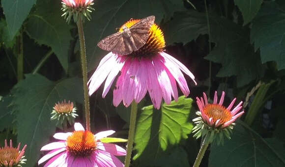 Image of Northern Cloudywing