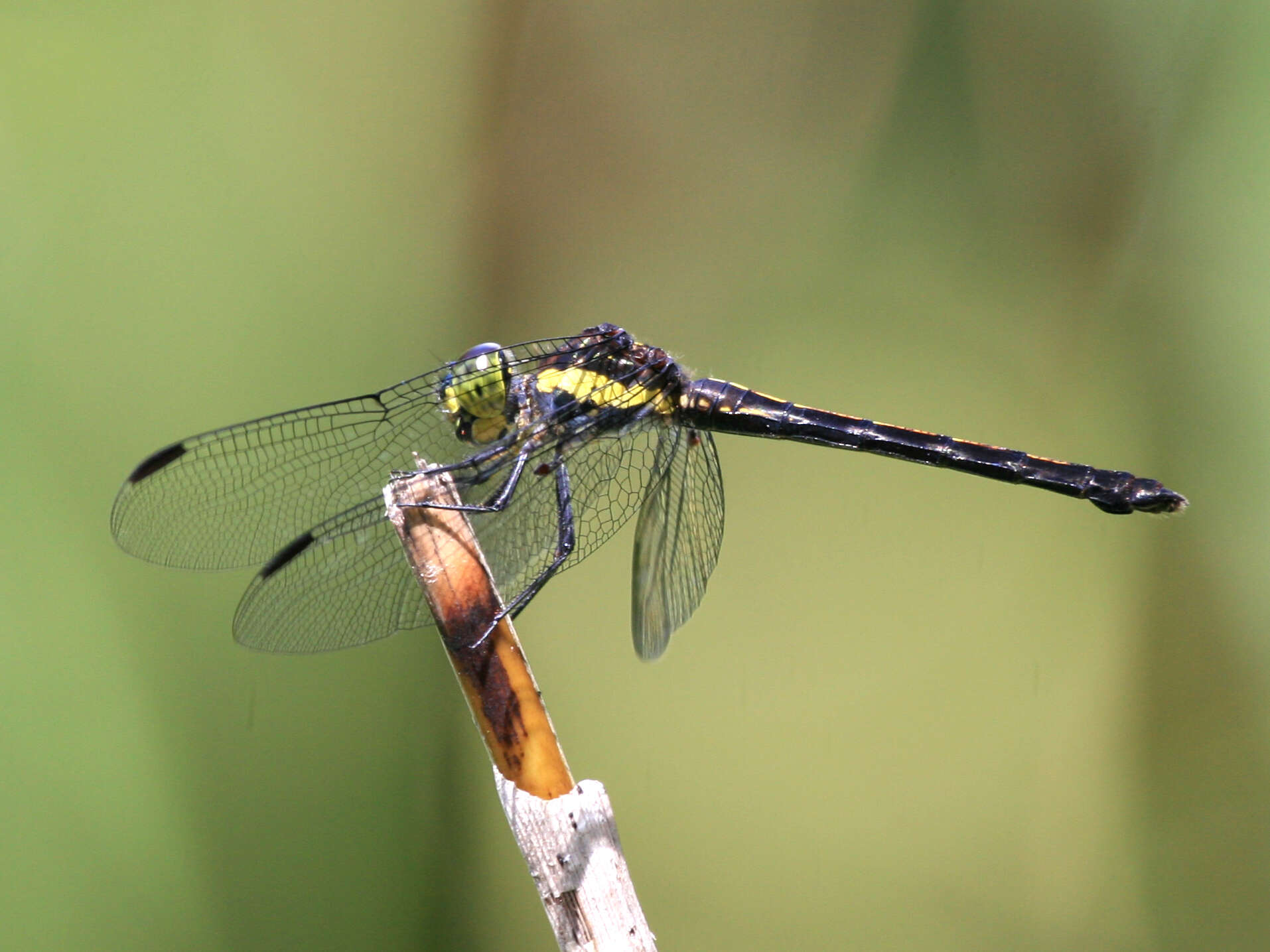 Image of Agrionoptera longitudinalis biserialis