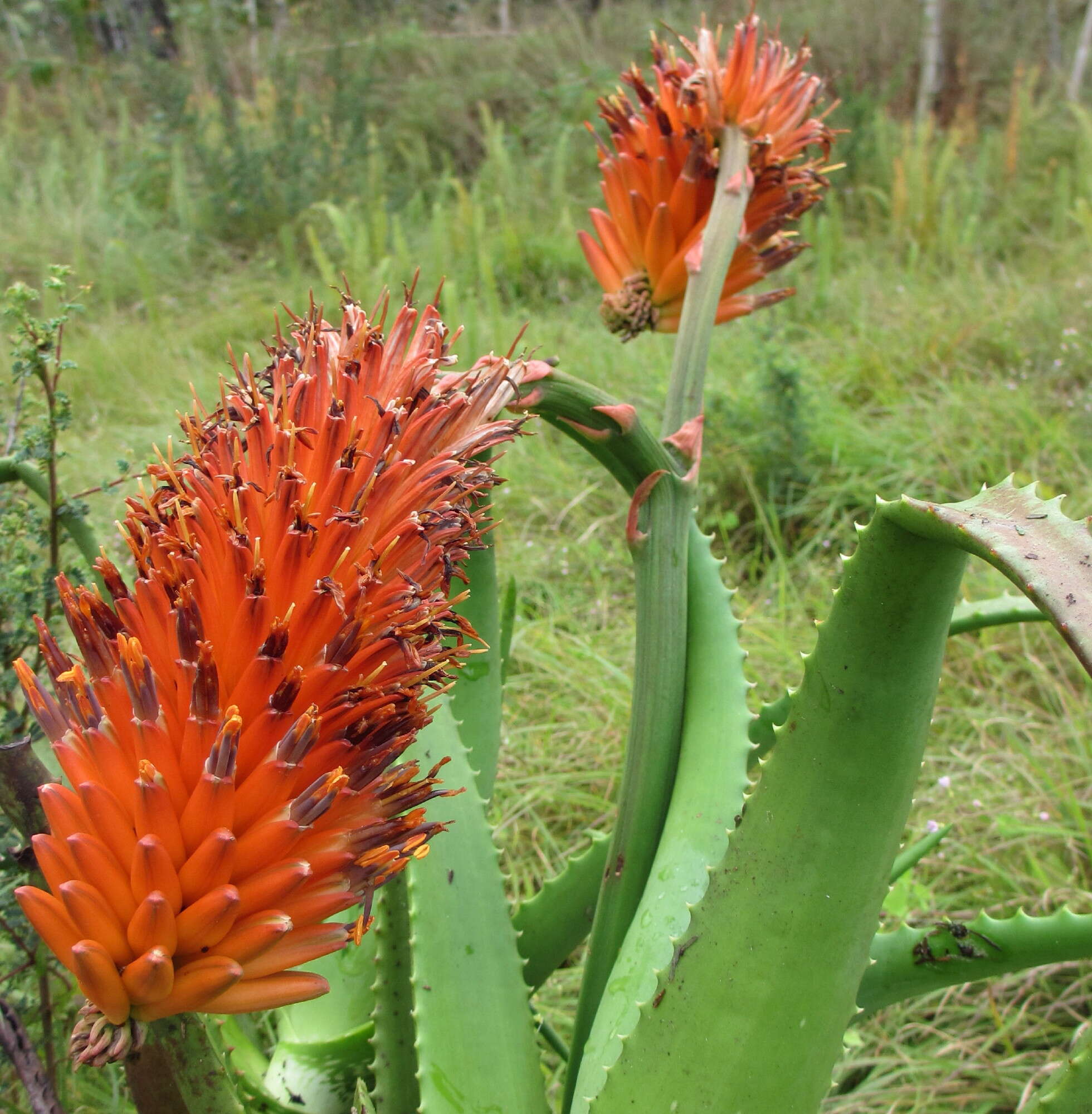 Image of Magnoliophyta