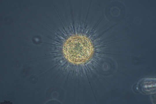 Image of Acanthocystis turfacea