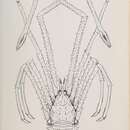 Image de Sternostylus formosus (Filhol 1884)