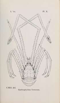 Image of Sternostylus formosus (Filhol 1884)