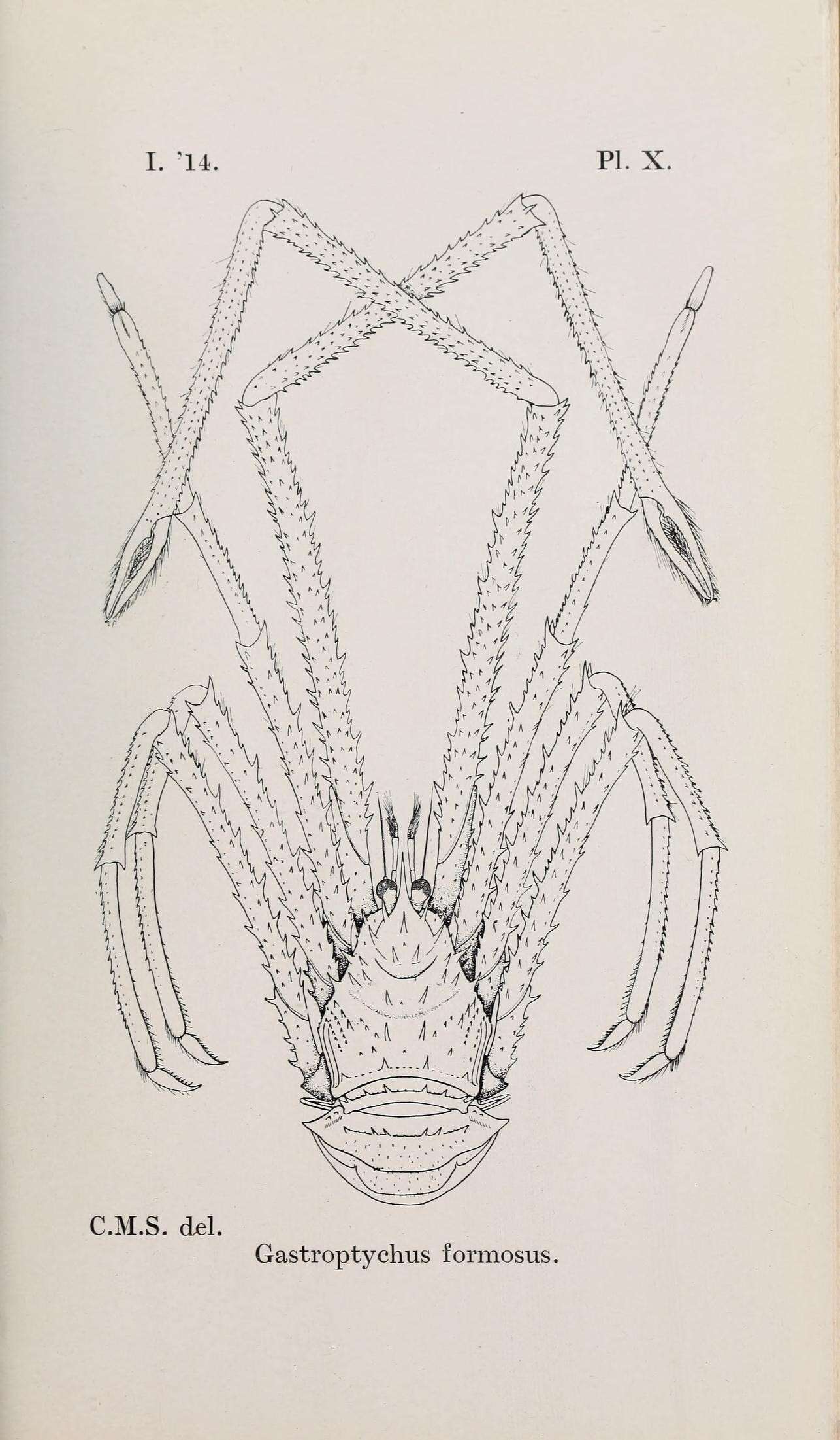 Image of squat lobsters