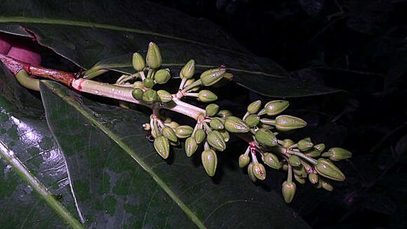 صورة Ouratea gigantophylla (Erhard) Engl.