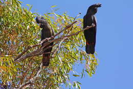 Image of cockatoos