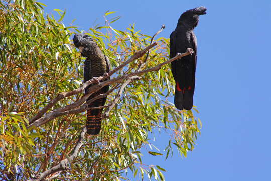 Image of Calyptorhynchus Desmarest 1826