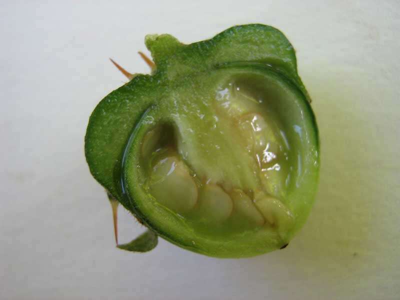 Image of Solanum asterophorum Mart.