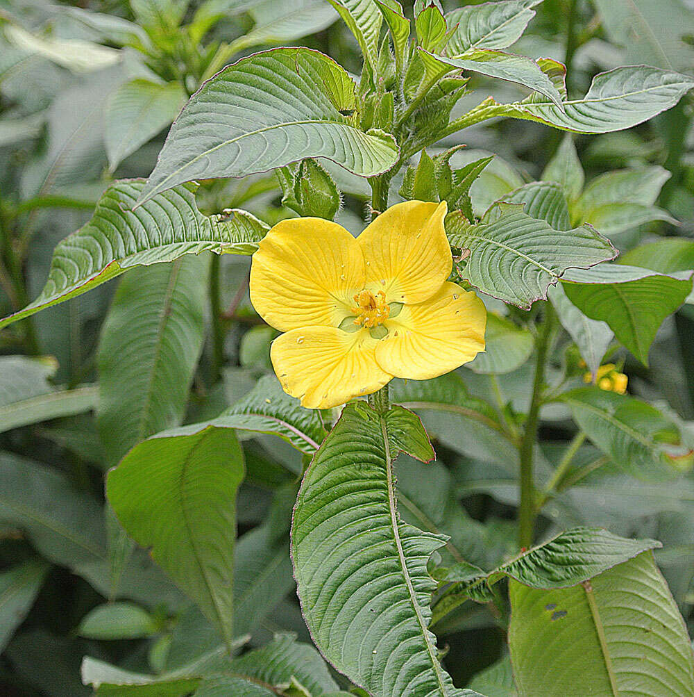 Plancia ëd Ludwigia elegans (Cambess.) Hara