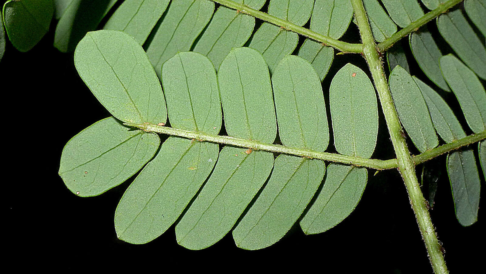 Image of acacia