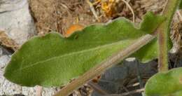 Image of Calendula suffruticosa Vahl